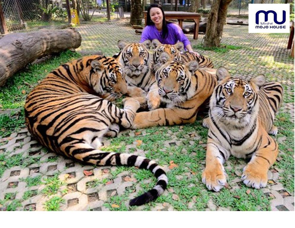 チエンマイ モジョ ハウスホステル エクステリア 写真